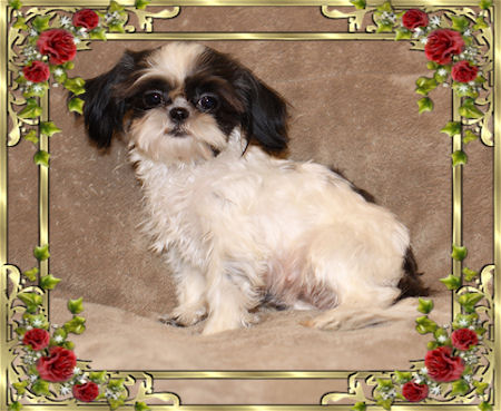 DeLanie - We have Chinese Imperial Shih Tzu tiny puppies for sale
